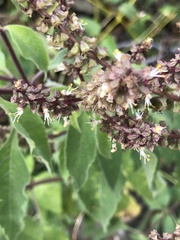 Ocimum gratissimum