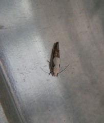 Mompha circumscriptella