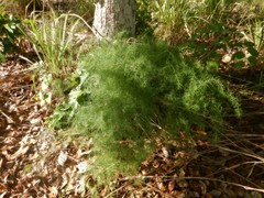 Asparagus racemosus