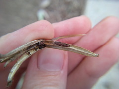 Mompha circumscriptella