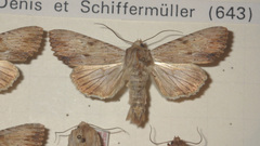 Apamea lithoxylaea