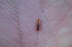 Mompha circumscriptella