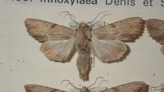 Apamea lithoxylaea