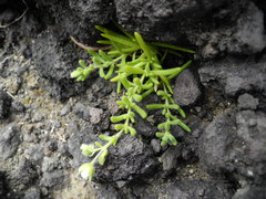 Spergularia azorica