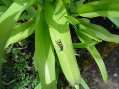 Ancistrocerus parietum