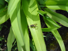 Ancistrocerus parietum