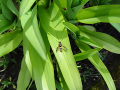 Ancistrocerus parietum
