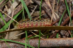 Pterolocera rubescens