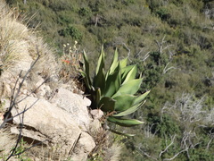 Agave mitis