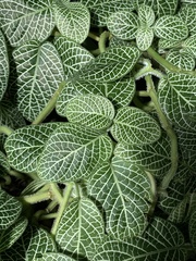 Fittonia