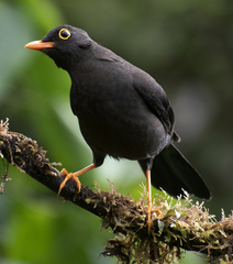 Turdus serranus
