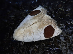 Sphragifera sigillata