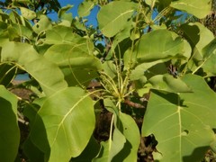 Terminalia ferdinandiana