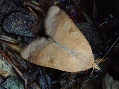 Sineugraphe oceanica