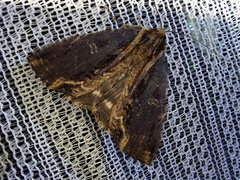 Ercheia umbrosa
