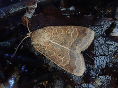 Sineugraphe bipartita