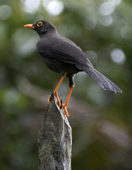 Turdus serranus