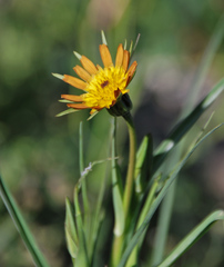 Tragopogon songoricus