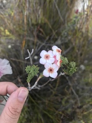Erica ampullacea