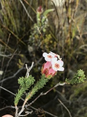 Erica ampullacea