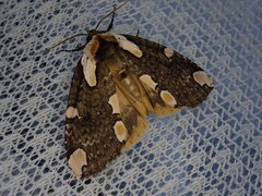 Macrothyatira flavida