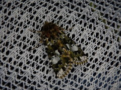 Xenotrachea niphonica