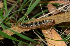 Pterolocera rubescens
