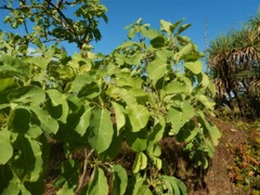 Terminalia ferdinandiana
