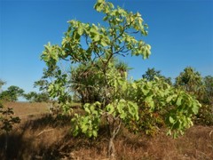 Terminalia ferdinandiana