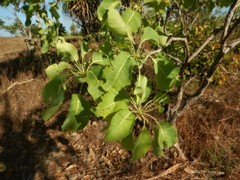Terminalia ferdinandiana