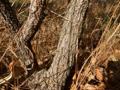 Terminalia ferdinandiana