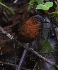 Cyphorhinus thoracicus