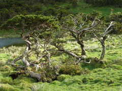 Juniperus brevifolia
