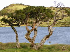 Juniperus brevifolia