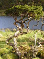 Juniperus brevifolia