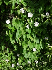 Calystegia sepium roseata x Silvatica disjuncta