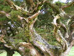 Juniperus brevifolia