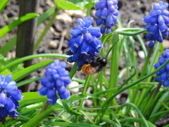 Osmia cornuta