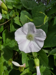 Calystegia sepium roseata x Silvatica disjuncta