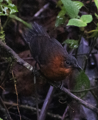 Cyphorhinus thoracicus