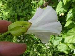 Calystegia sepium roseata x Silvatica disjuncta