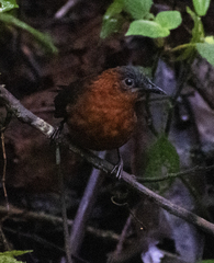 Cyphorhinus thoracicus