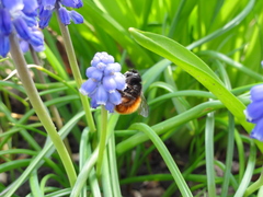 Osmia cornuta