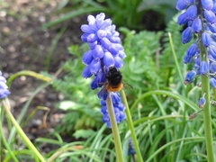 Osmia cornuta