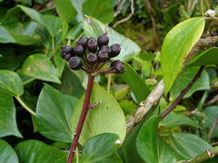 Hedera azorica