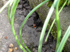 Osmia cornuta