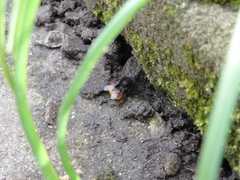 Osmia cornuta