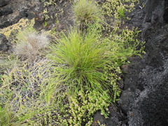 Festuca petraea