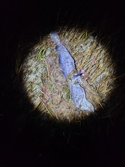 Merluccius bilinearis