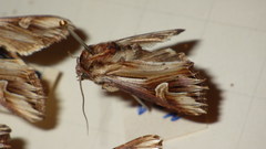 Actinotia polyodon